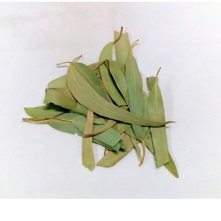 EUCALIPTO HOJAS ENTERAS GRANEL HERBORISTERIA KILOS